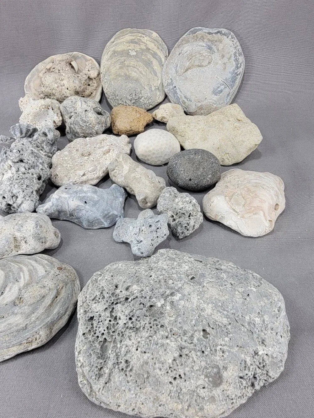 Florida Beach Shell Stone Rock Fossil Coral Mixed Lot Coastal Craft Decor